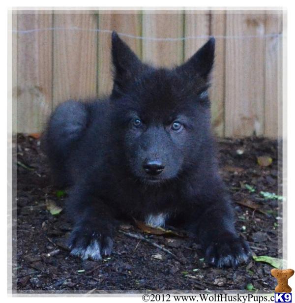 Black Wolf Dog Puppy