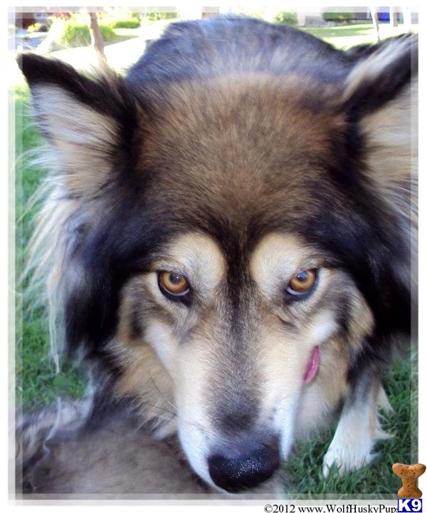 wolf husky puppies for