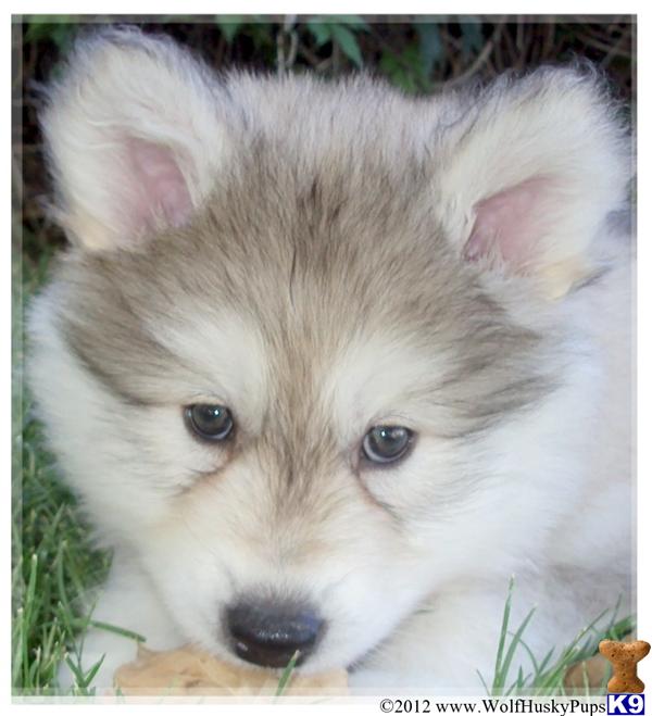 wolamute puppies for sale wolf puppy for sale wolamute puppies 5 years wolamute puppies for sale wolf puppy for sale wolamute puppies 5 years