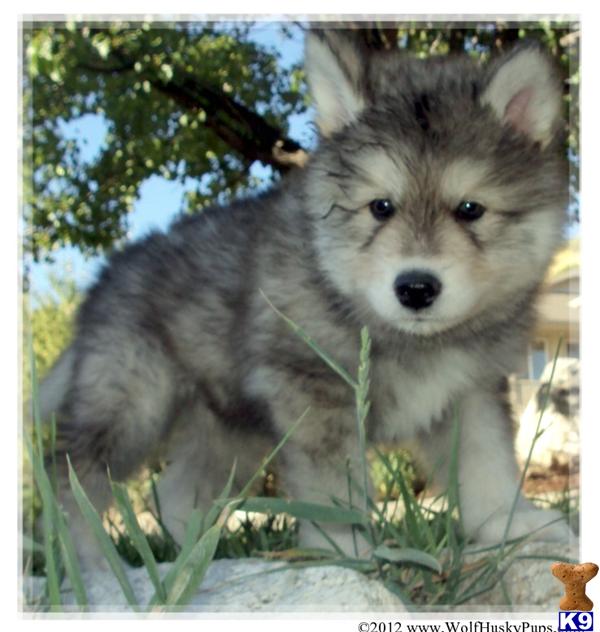 wolamute puppies