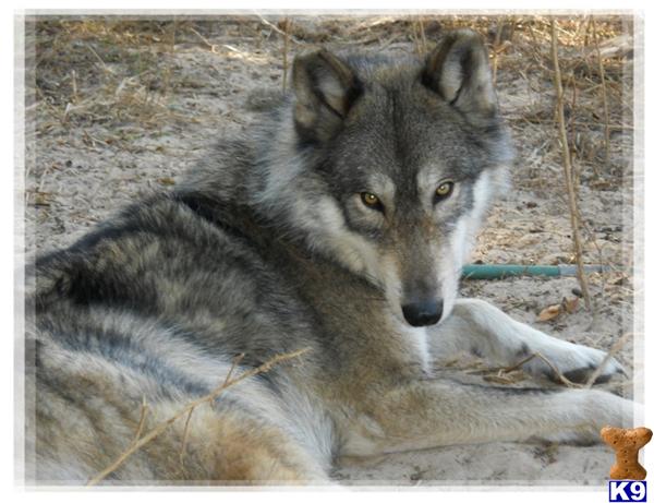 wolf dog puppy for