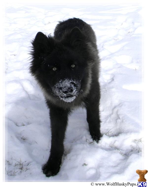 wolf dog puppy for