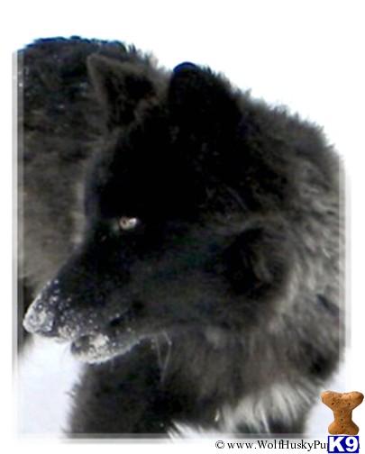 black wolf hybrid puppies for sale wolf puppy for sale hybrid puppies for sale black phase coming soon 5 years black wolf hybrid puppies for sale wolf puppy for sale hybrid puppies for sale black phase coming soon 5 years