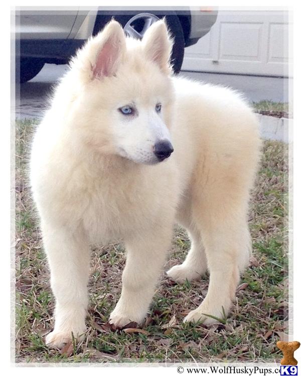 Wolf Dog Puppy for Sale: WHITE BLUE EYED HYBRID MALE IN FLORIDA 11 ...