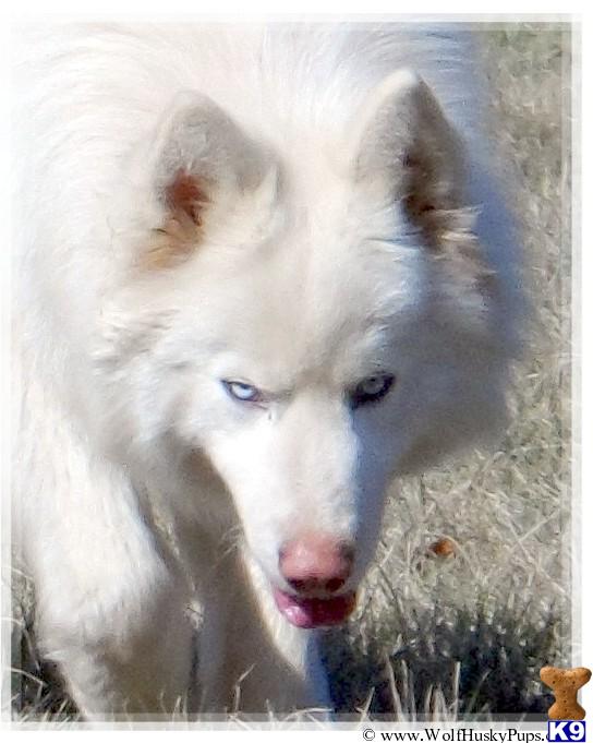 wolf husky hybrid for