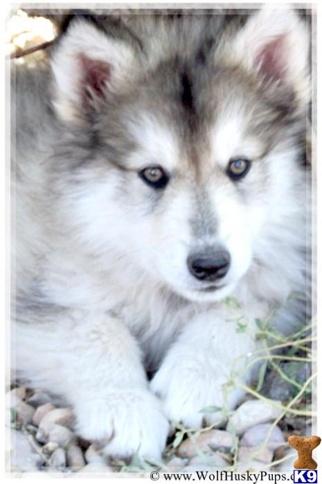 wolf dog puppy for sale hybrid puppies 3 years old