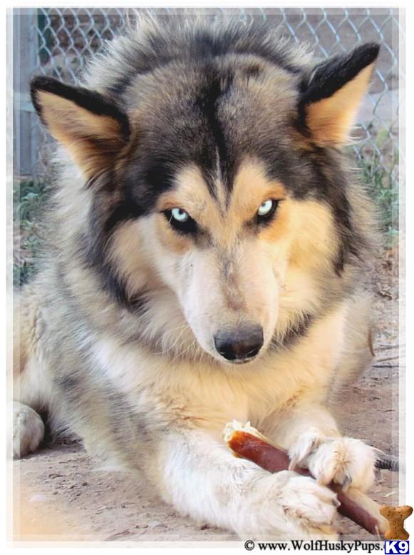Wolf%20Husky%20Pups_wolf-dog-a2013526121451.jpg Wolf%20Husky%20Pups_wolf-dog-a2013526121451.jpg