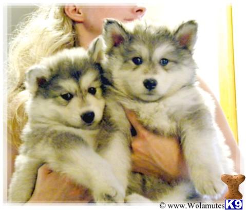 wolamute puppies for sale wolf puppy for sale wolamute pups 5 years wolamute puppies for sale wolf puppy for sale wolamute pups 5 years