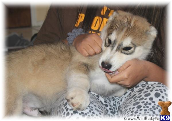 wolf puppies for sale in california wolf puppies for sale in california wolf puppies for sale in california wolf puppies for sale in california