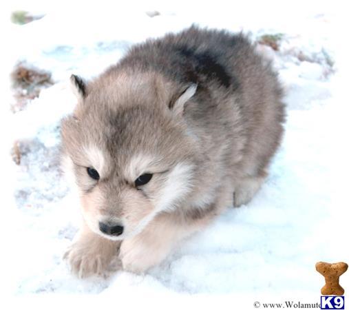 high content wolfdog puppies for sale