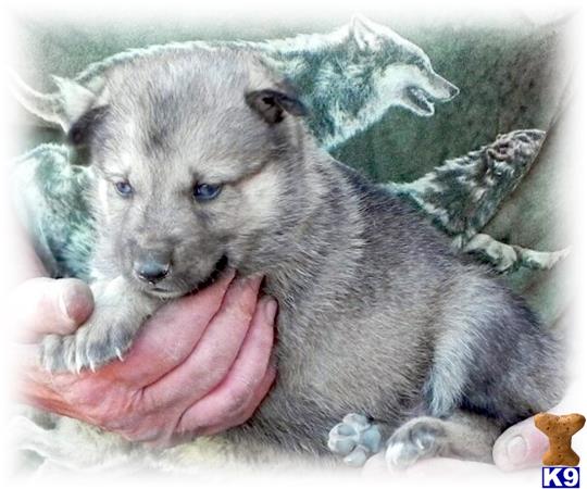 grey wolf puppies for sale wolf puppies for sale in california grey wolf puppies for sale wolf puppies for sale in california
