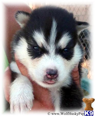 wolf puppies for sale in california husky malamute mix for sale california breeds picture wolf puppies for sale in california husky malamute mix for sale california breeds picture