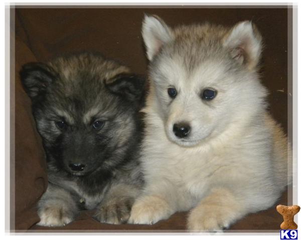 wolf puppies for sale in california wolf puppy for sale wolamutes ready now in california 3 years wolf puppies for sale in california wolf puppy for sale wolamutes ready now in california 3 years