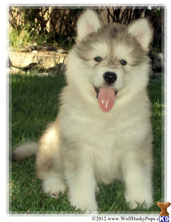 wolamute puppies for sale wolf puppy for sale wolamute puppies 5 years wolamute puppies for sale wolf puppy for sale wolamute puppies 5 years