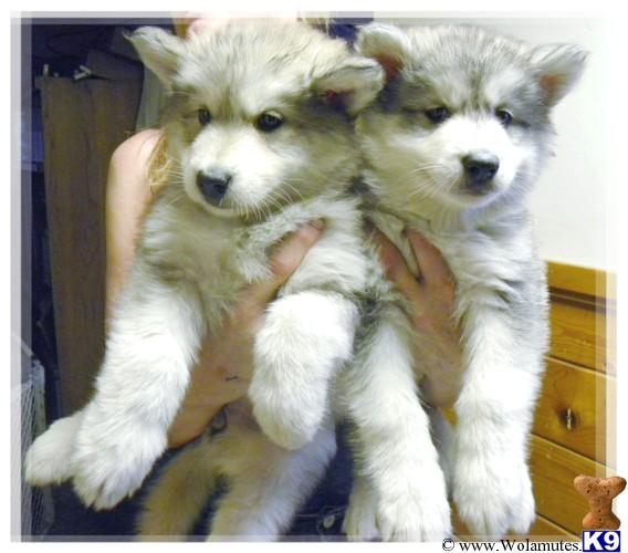 wolamute puppies for sale wolf puppy for sale wolamute pups 5 years wolamute puppies for sale wolf puppy for sale wolamute pups 5 years