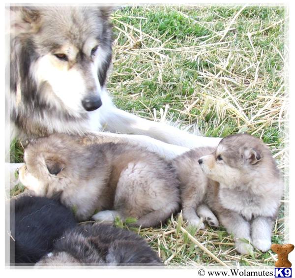 wolamute puppies for sale wolf puppy for sale wolamute pups 3 years wolamute puppies for sale wolf puppy for sale wolamute pups 3 years