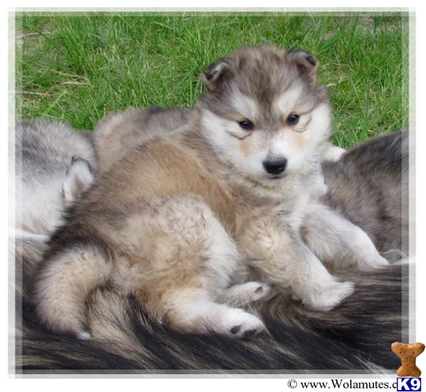 wolamute puppies for sale wolf puppy for sale wolamute pups 5 years wolamute puppies for sale wolf puppy for sale wolamute pups 5 years