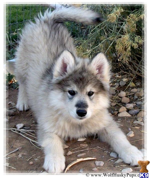 wolf husky puppies for