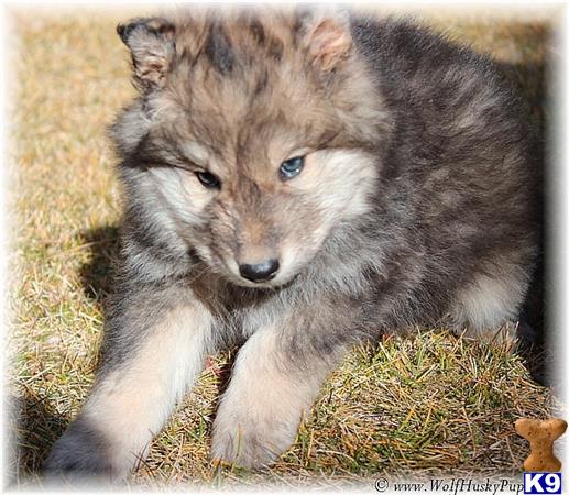 high content wolfdog puppies for sale wolf puppy for sale high content wolf 2 years high content wolfdog puppies for sale wolf puppy for sale high content wolf 2 years