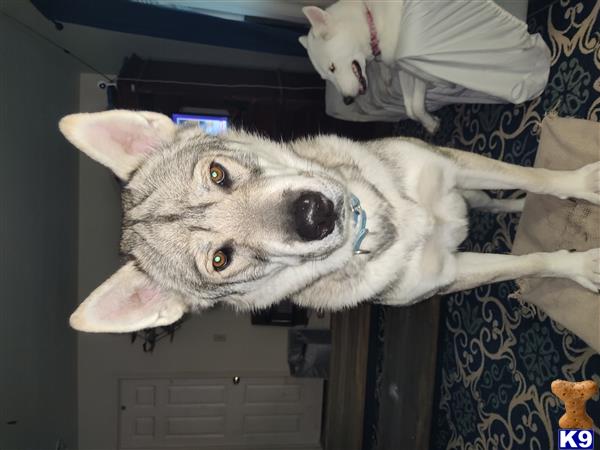 WolfMama Picture 1