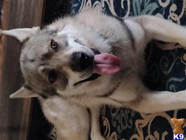 WolfMama Picture 2