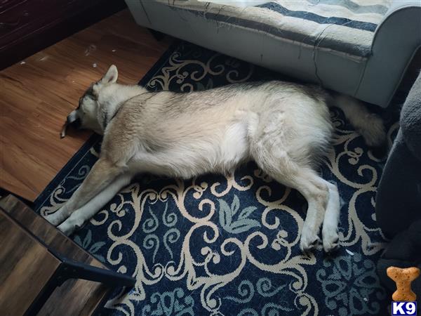 WolfMama Picture 3