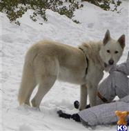 wolf dog puppy posted by Wolfpups4u2