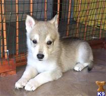 wolf dog puppy posted by Wolfpups4u2