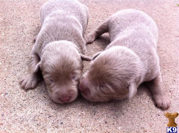 silver lab puppies for sale in il labrador retriever puppies for sale in illinois silver lab puppies for sale in il labrador retriever puppies for sale in illinois