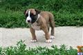 american staffordshire terrier puppy posted by Woodshire