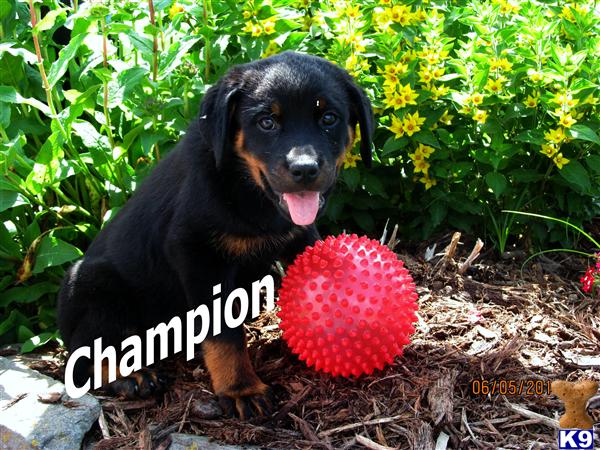 rottweiler puppy posted by Wrinkles19