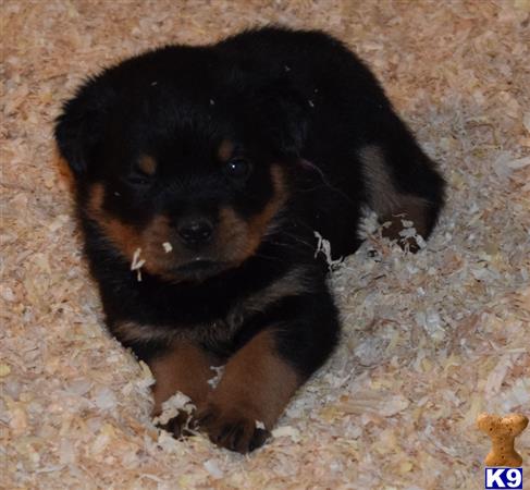 rottweiler puppy posted by Wutang