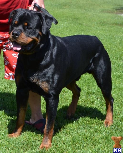 wu tang rottweilers sacramento ca rottweiler stud wu tangs brutus 9 years wu tang rottweilers sacramento ca rottweiler stud wu tangs brutus 9 years