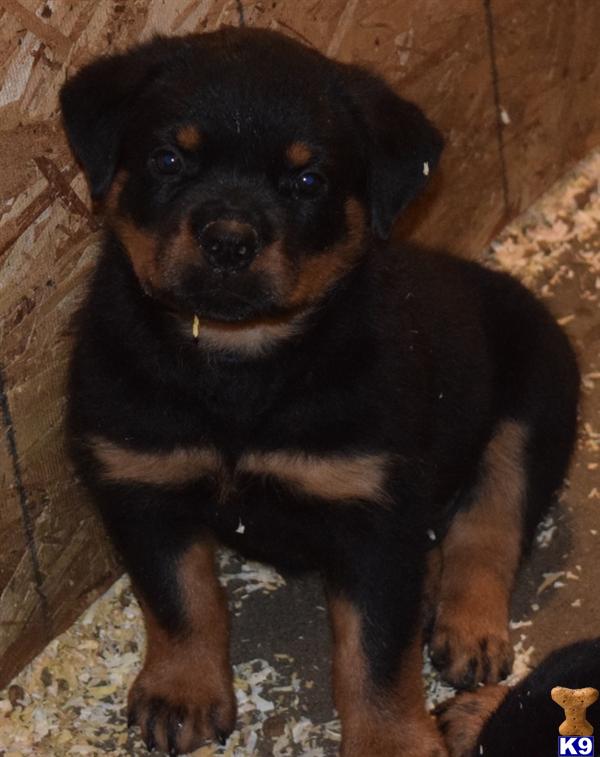 rottweiler puppies for sale in sacramento rottweiler puppy for sale wutang rottweilers puppies 3 years rottweiler puppies for sale in sacramento rottweiler puppy for sale wutang rottweilers puppies 3 years