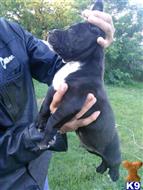 american pit bull puppy posted by X8586