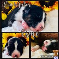 australian shepherd puppy posted by Xlanaj1
