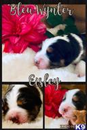 australian shepherd puppy posted by Xlanaj1