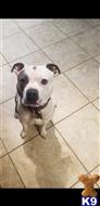 Kirko available American Bully puppy located in EASTLAKE