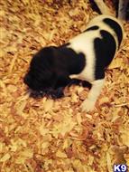 german shorthaired pointer puppy posted by Yatess