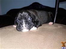 boxer puppy posted by Yayi