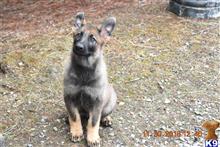 German Shepherd