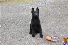 German Shepherd