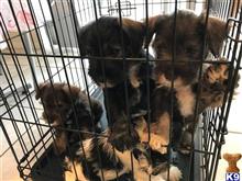 miniature schnauzer puppy posted by Yperez7002