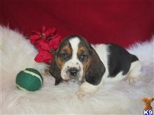 basset hound puppy posted by Yvette