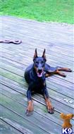 Doberman Pinscher