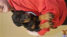 doberman pinscher puppy posted by Zacmar
