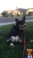 Kona  available Pembroke Welsh Corgi puppy located in LANCASTER