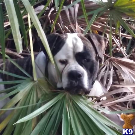 American Bulldog stud dog