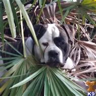 Snickers available American Bulldog puppy located in SANDERSON
