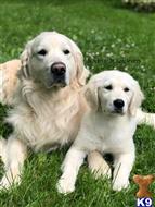 Phil available Golden Retriever puppy located in Madison